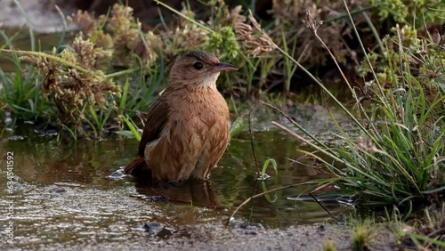 Rufous Hornero Bird