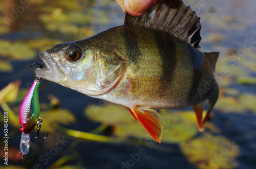 River perch on the background of the bay of the river.Close-up.