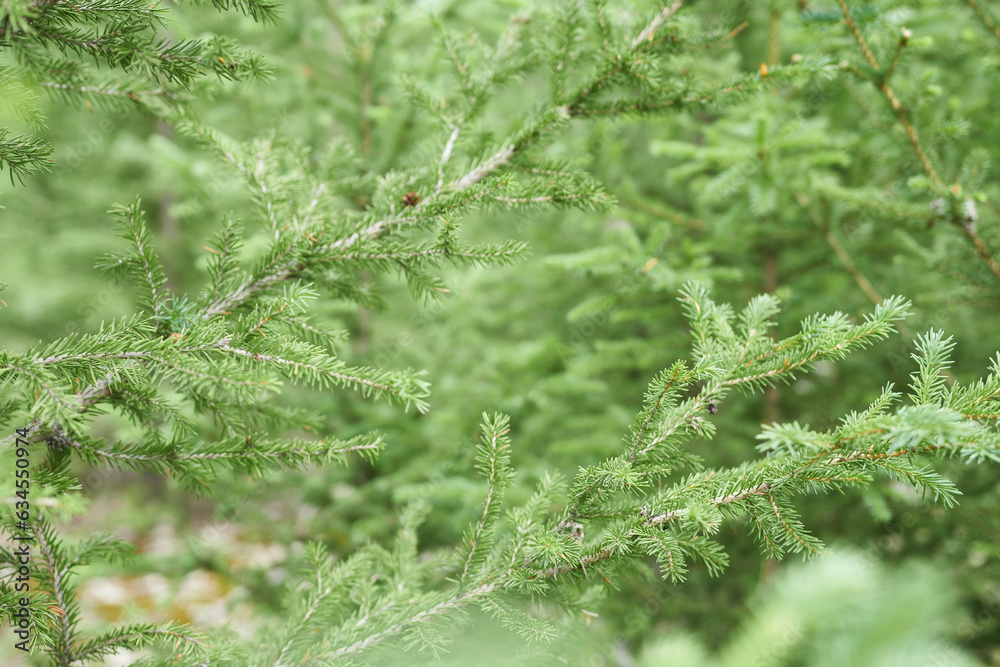 Green spruce branches in the forest, shallow depth of field. Green spruce branches in the forest, shallow depth of field.