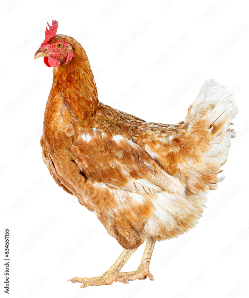 Fototapeta premium side view of one red hen isolated on white background