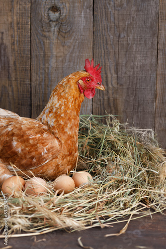 closeup of hen hatching eggs in nest of straw inside a wooden chicken coop