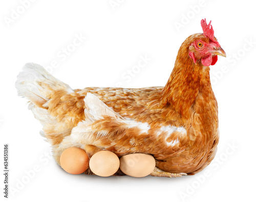 one red laying hen hatching eggs isolated on white