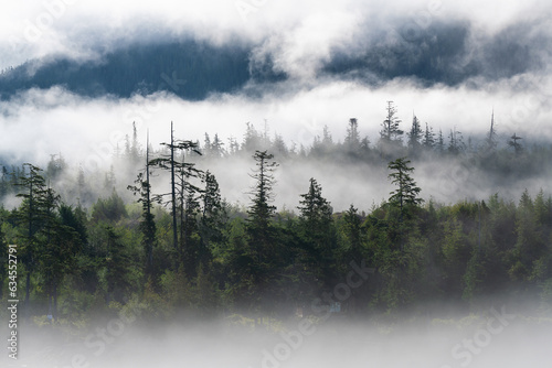 Fototapete Temperate rainforest in mist and fog, Telegraph Cove, Vancouver Island, British Columbia, Canada