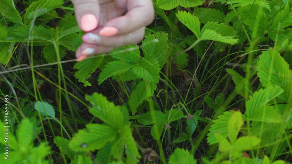 female hands collect strawberries in the grass on a summer day. meadow strawberry harvest. summer berry picking female hands collect strawberries in the grass on a summer day. meadow strawberry harvest. summer berry picking