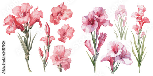 Obraz na plátně watercolor gladiolus flower clipart for graphic resources