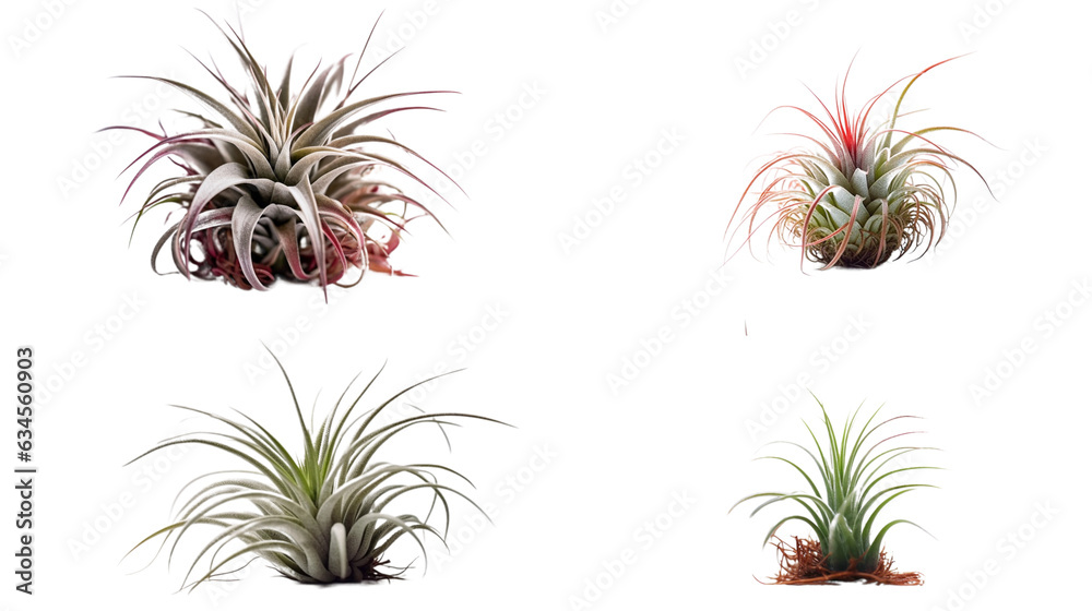 air plants Generative AI air plants Generative AI