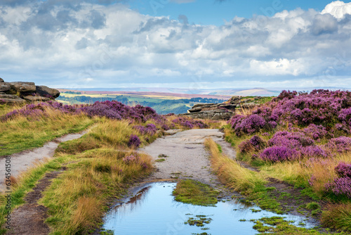 Fototapeta Naklejka Na Ścianę i Meble -  Purple heather at Froggatt Edge  in the  Peak District National Park, Derbyshire.