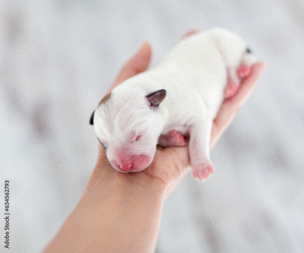 Fototapeta premium Newborn puppy in the palms