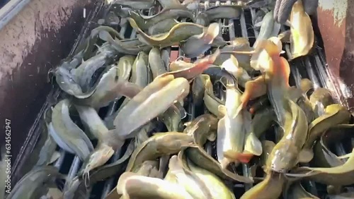 Fish farming - Hybrid catfish (C. macr- ephalus x C. gariepinus) in fish size sorting machine. Clarias gariepinus and Clarias macrocephalus. Two species of fish interbreed. photo