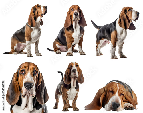 Basset Hound dog puppy, many angles and view portrait side back head shot isolated on transparent background cutout, PNG file