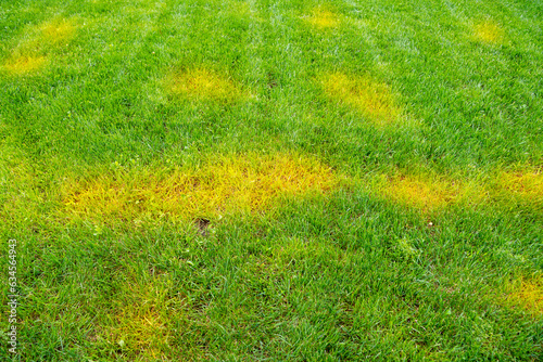 Yellow spots on a green mowed lawn. Diseases on the lawn after winter