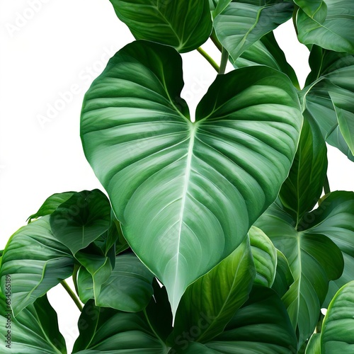 Syngonium wendlandii Schott foliage ,green leaves pattern of tropical leaf plant isolated on white background