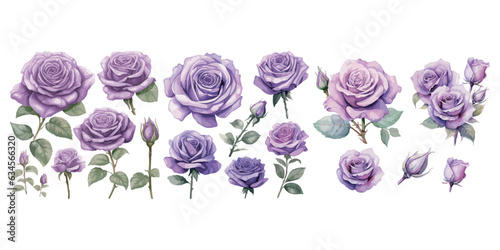 watercolor purple rose clipart for graphic resources