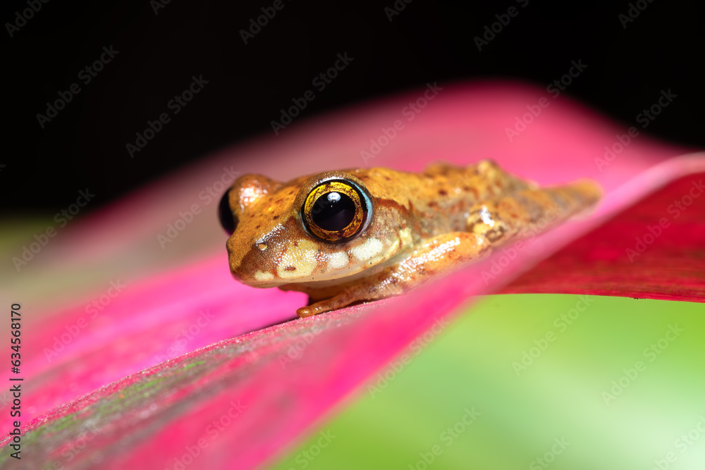 Boophis picturatus, endemic frog species in the family Mantellidae