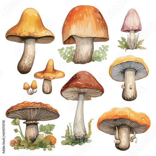 watercolor mushroom clipart for graphic resources
