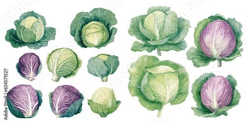 watercolor cabbage clipart for graphic resources
