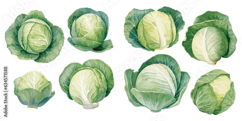 watercolor cabbage clipart for graphic resources