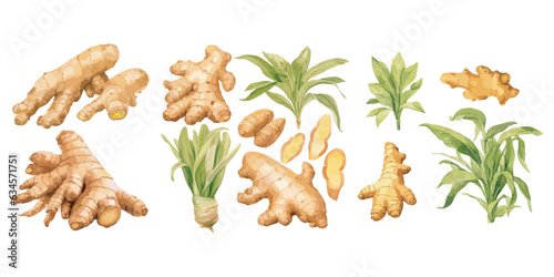watercolor ginger clipart for graphic resources