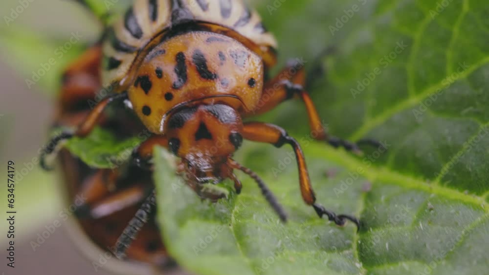 Colorado potato beetle eats potato sprouts, macro photography