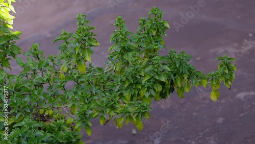 Sweet Basil Plant photo