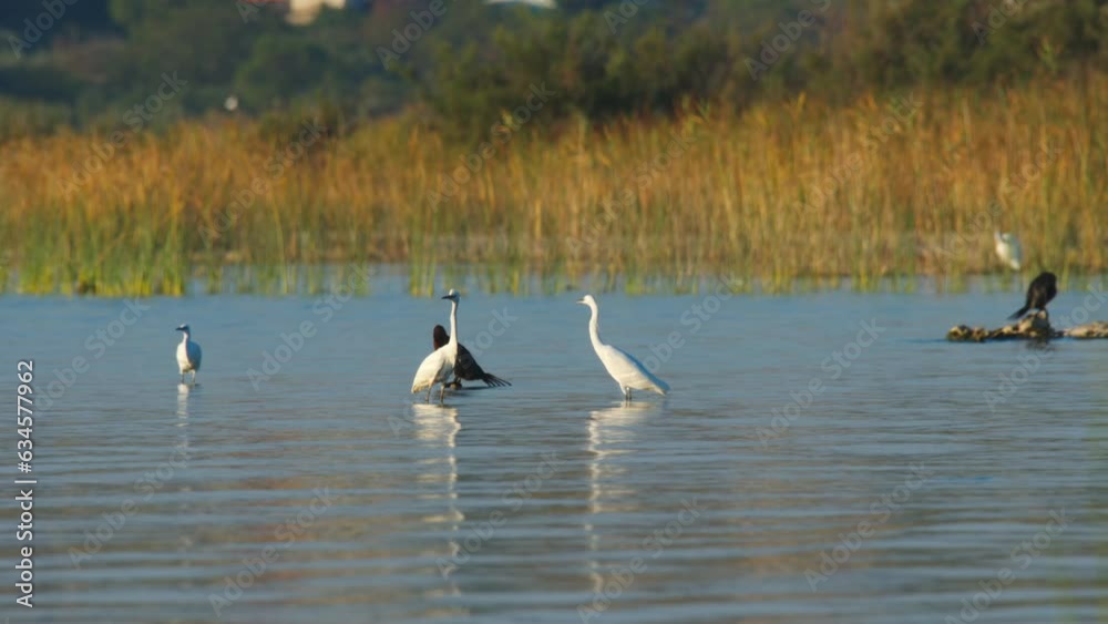 A beautiful view of ducks, in a wonderful lake A beautiful view of ducks, in a wonderful lake