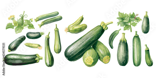 watercolor zucchini clipart for graphic resources