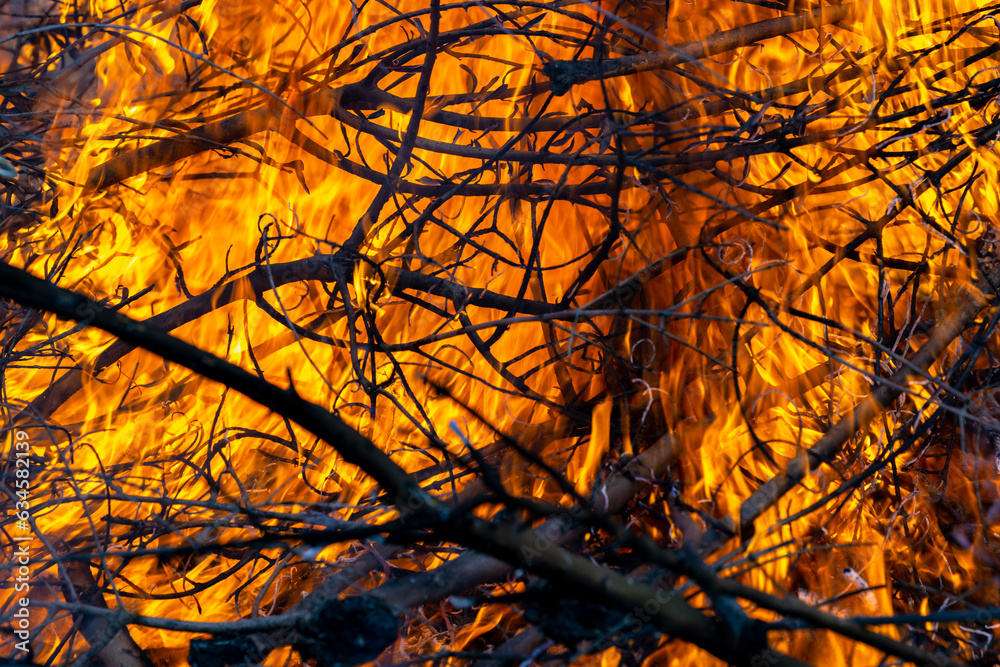fire in the tree branches and leaves fire in the tree branches and leaves