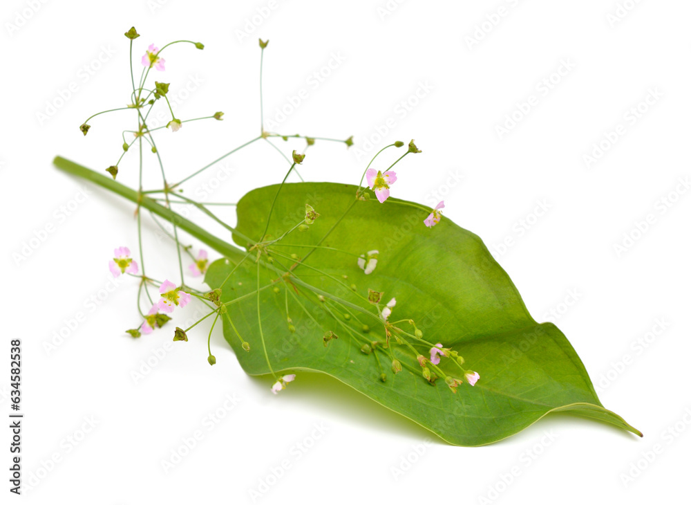 Alisma plantagoaquatica, also known as European waterplantain, common