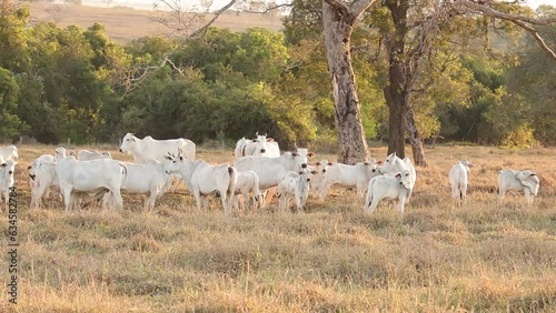 nelore cattle on dry pasture photo