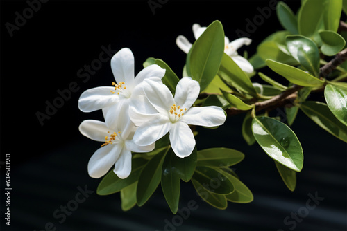 Macro Photography Jasmine Flower
