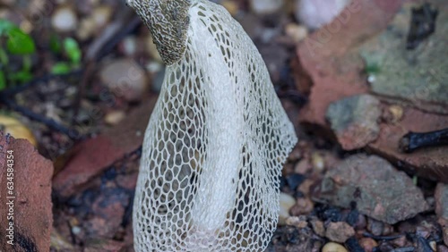 Time lapse of bamboo mushrooms growing photo