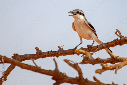 Shrike perched on a branch singing, Saudi Arabia photo