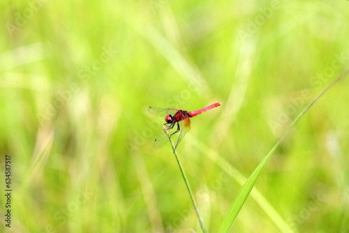 Nannophya pygmaea, known variously as the scarlet dwarf, northern pygmyfly, or tiny dragonfly, is a dragonfly of the family Libellulidae. This photo was taken in Japan. photo