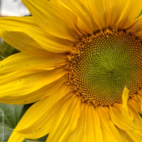 the sunflower is close . yellow background. summer poster . a big flower . front view