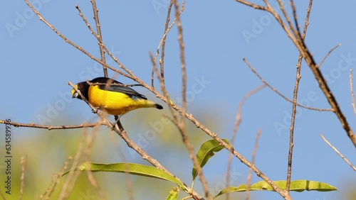 Wallpaper Mural Male Purple throated Euphonia Bird Animal Torontodigital.ca