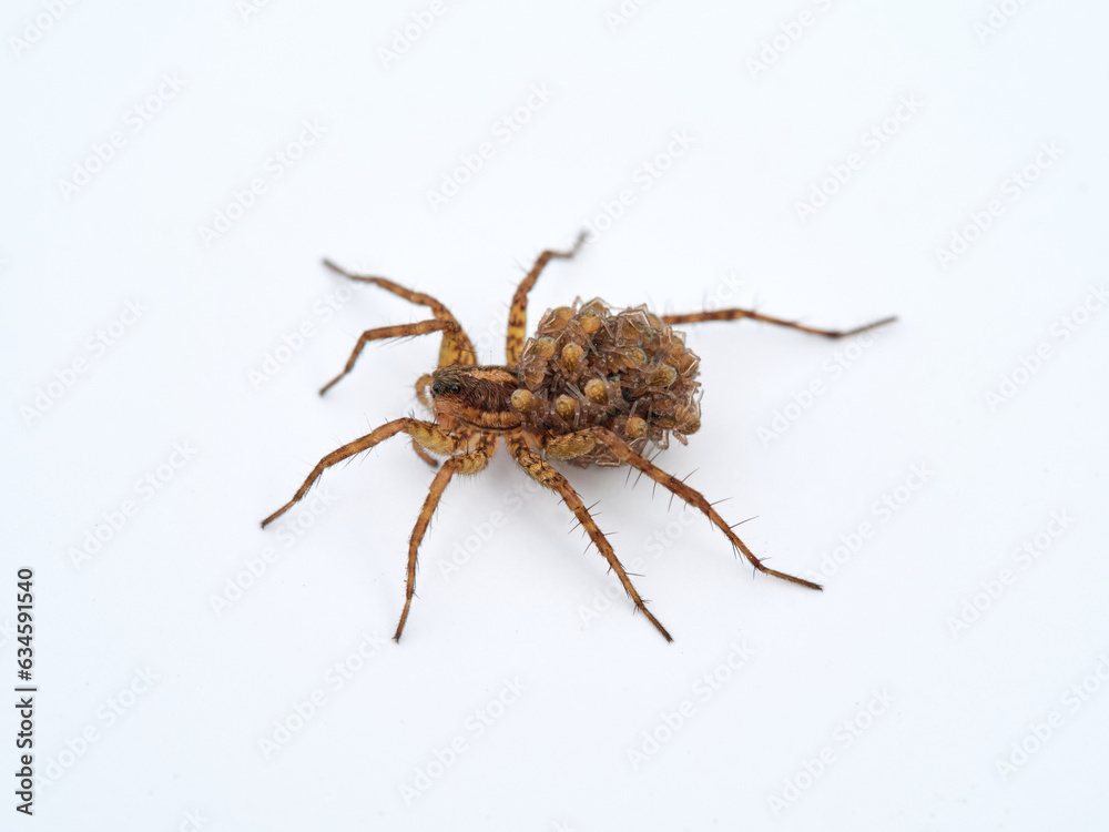 Wolf spider with its young on top of its back on a white background. Lycosidae family. Wolf spider with its young on top of its back on a white background. Lycosidae family.