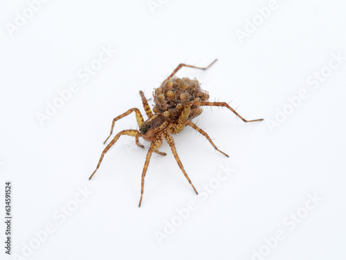 Wolf spider with its young on top of its back on a white background. Lycosidae family.