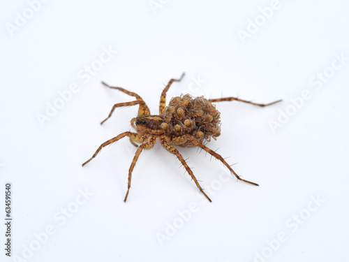 Wolf spider with its young on top of its back on a white background. Lycosidae family.
