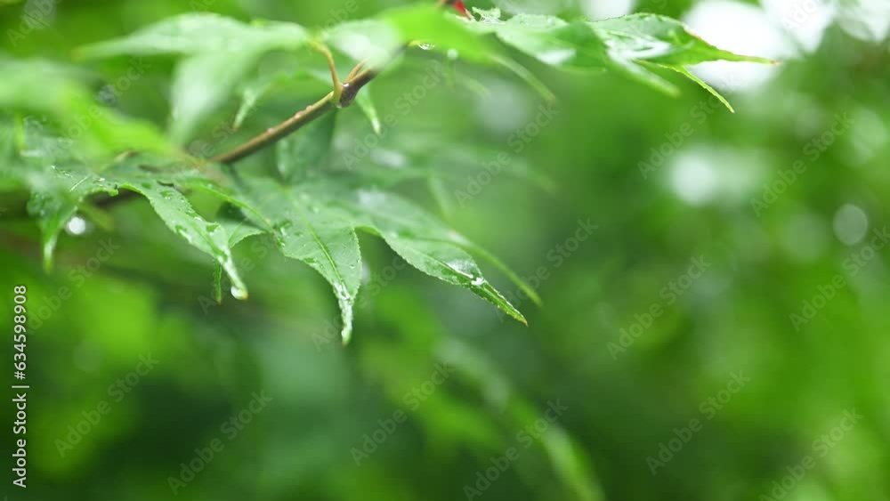 drops of dew on a leaf drops of dew on a leaf