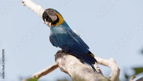 Adult Blue and yellow Macaw