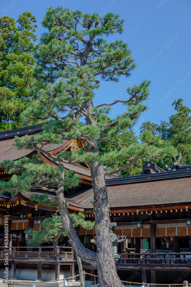 多賀大社の松 多賀大社の松