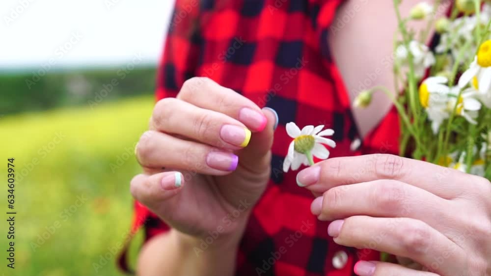 Woman daisy field. Female hands are tearing off petals of the daisy flower. Fortune-telling on a chamomile love not love. Concept of making choices, decisions and dilemmas. Woman daisy field. Female hands are tearing off petals of the daisy flower. Fortune-telling on a chamomile love not love. Concept of making choices, decisions and dilemmas.