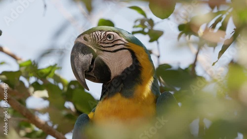 Adult Blue and yellow Macaw