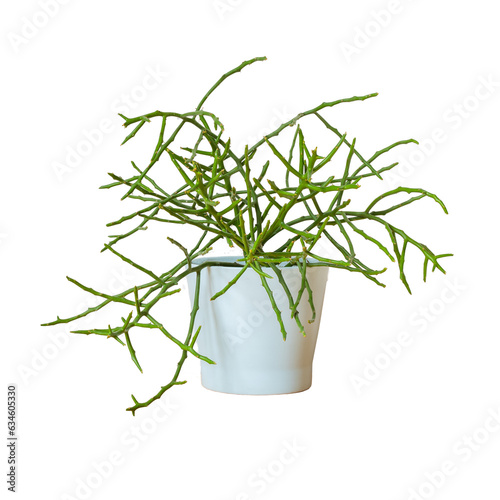 Mistletoe Cactus decorate in pot isolate photo