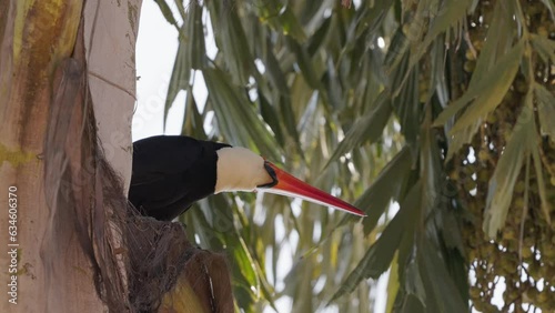 adult toco toucan