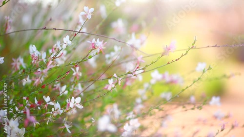 Gaura white flowers blooming in a garden, summer gaur lindheimeri or whirling butterflies in the morning sun, macro, dreamy inflorescence in a romantic country cottage garden, closeup. Landscaping.  photo