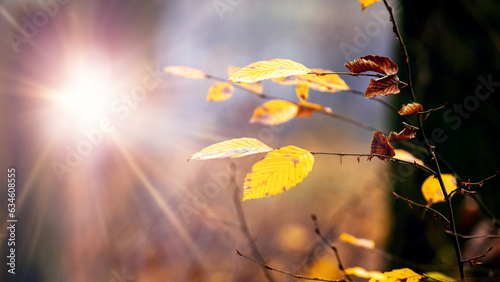 A picturesque corner of the forest with yellow leaves in the sunlight photo