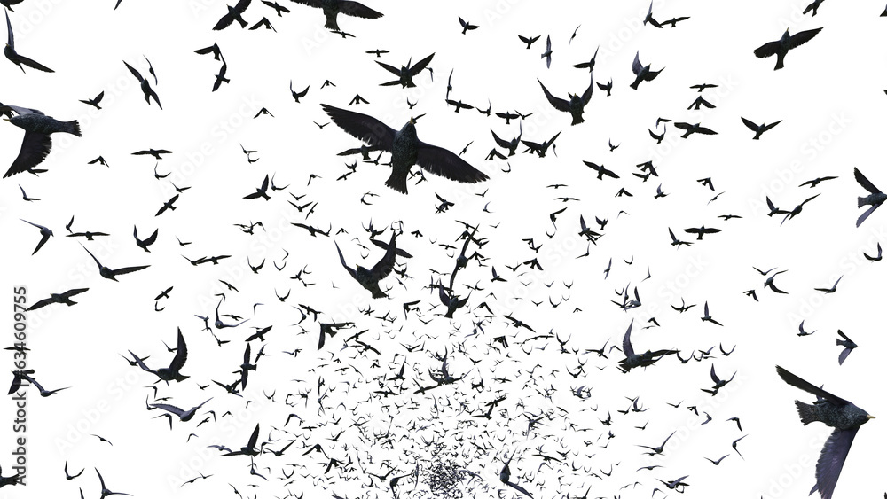 starlings, group of birds, isolated on transparent background