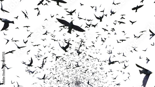 Obraz na płótnie starlings, group of birds, isolated on transparent background w salonie