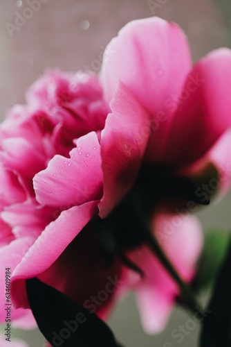 Fototapeta Naklejka Na Ścianę i Meble -  

close up of pink rose